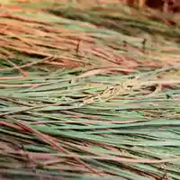 三津厳島神社の自然