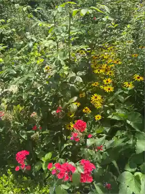 曽我浅間神社(静岡県)
