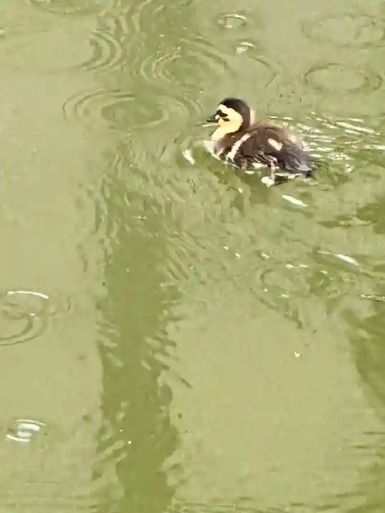 磐井神社(東京都)