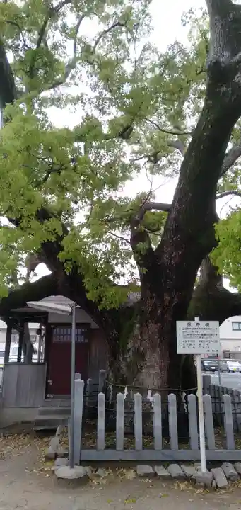 伯光神社の自然