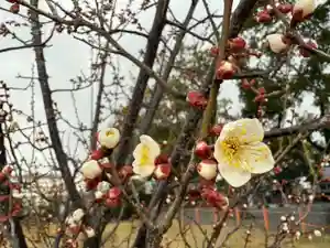 美奈宜神社(福岡県)(2025年02月25日(火) 09時25分59秒投稿)