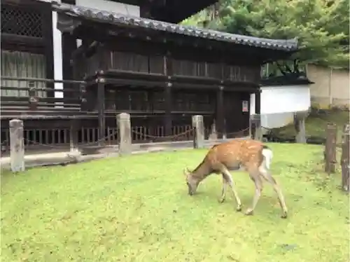 東大寺 法華堂（三月堂）の動物