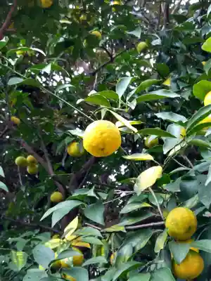 八幡八雲神社の自然