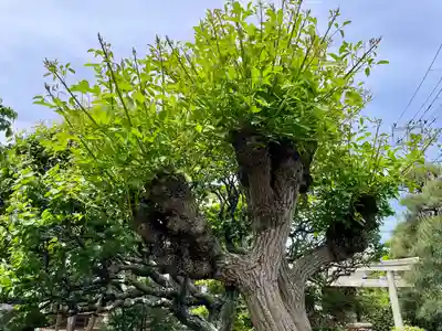 通校神社(神奈川県)