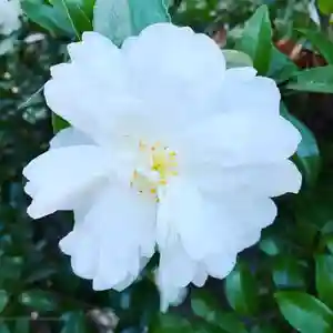 豊景神社の自然(2020年12月16日(水) 06時23分53秒投稿)