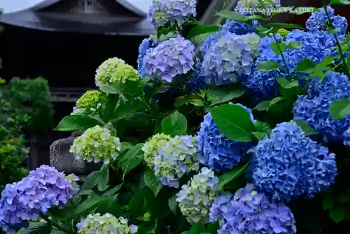 高幡不動尊　金剛寺(東京都)