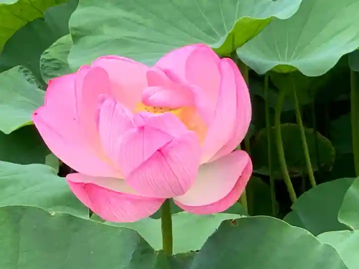 伊賀八幡宮の自然