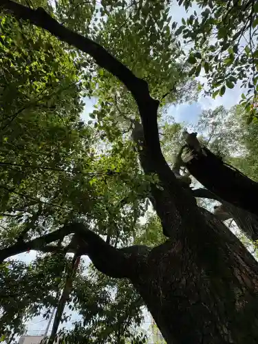若一神社(京都府)