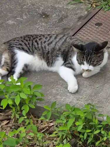 前玉神社(埼玉県)