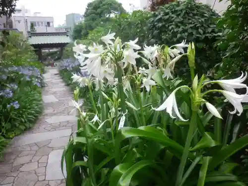 大巧寺の庭園