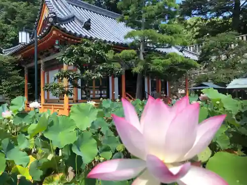 中山寺の自然