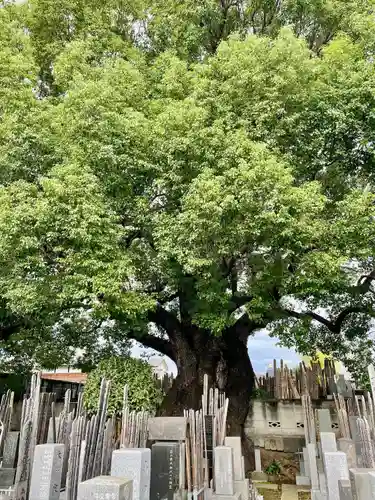 感應寺(東京都)