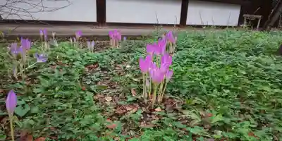 平野神社(京都府)