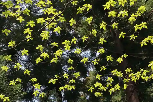 磐椅神社の自然