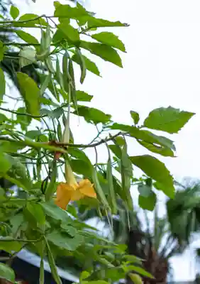 青島神社（青島神宮）(宮崎県)