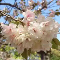 日吉神社の自然