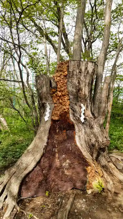 帯廣神社の自然