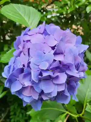 大崎八幡宮(宮城県)