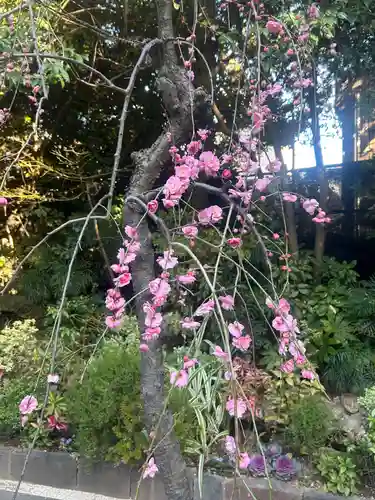 東京大神宮(東京都)