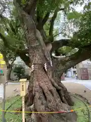 難波神社の自然