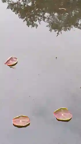 白山神社の自然