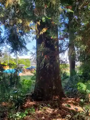 只上神社(群馬県)
