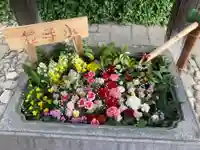 於菊稲荷神社の手水舎