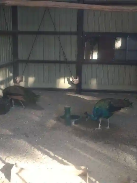 岩槻久伊豆神社(埼玉県)