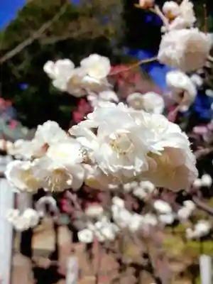 布多天神社(東京都)