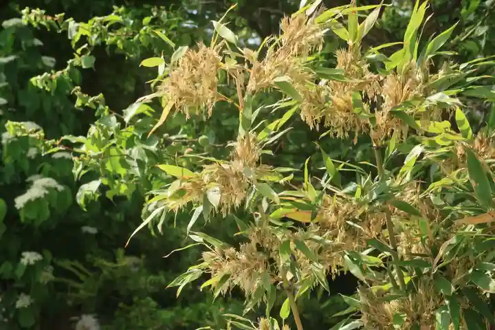 高屋敷稲荷神社の自然