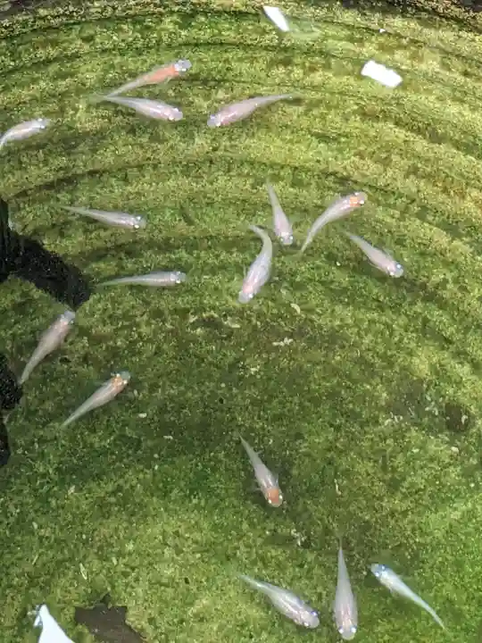 伊勢原 法泉寺(神奈川県)