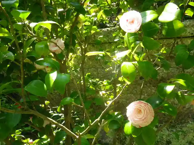 安國論寺(安国論寺)の自然
