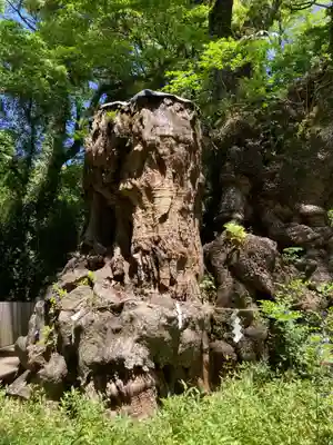來宮神社(静岡県)