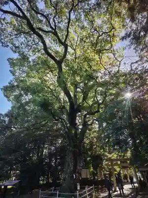 山名神社の自然