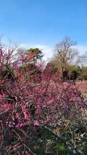 北野天満宮の{uncategorized: "未分類", other: "その他", undefined: "問題あり", building: "その他建物", grave: "お墓", sacred_gate: "鳥居", guardian: "狛犬", statue: "像", buddha: "仏像", history: "歴史", nature: "自然", garden: "庭園", animal: "動物", pagoda: "塔", temizu: "手水舎", mountain_gate: "山門・神門", sanctuary: "本殿・本堂", subordinate: "末社・摂社", art: "芸術", scenery: "景色", jizo: "地蔵", ema: "絵馬", goshuin: "御朱印", omikuji: "おみくじ", items: "授与品その他", amulet: "お守り", goshuincho: "御朱印帳", eats: "食事", festival: "お祭り", votive_dance: "神楽", shichigosan: "七五三参", wedding: "結婚式", experience: "体験その他", initially: "初詣", around: "周辺", anti_infection: "感染症対策"}