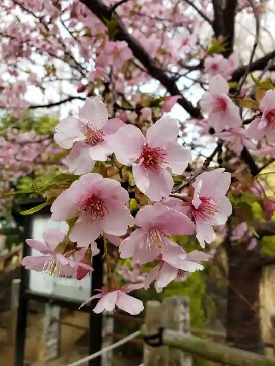 鳩森八幡神社の自然