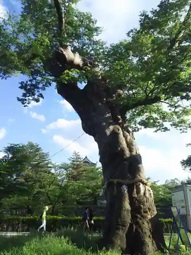 松本神社の自然