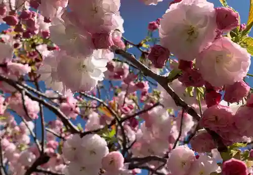 伊香具神社の自然