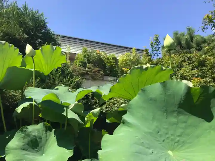 日蓮宗本牧山妙香寺の自然