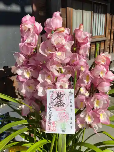 妙蓮寺の御朱印