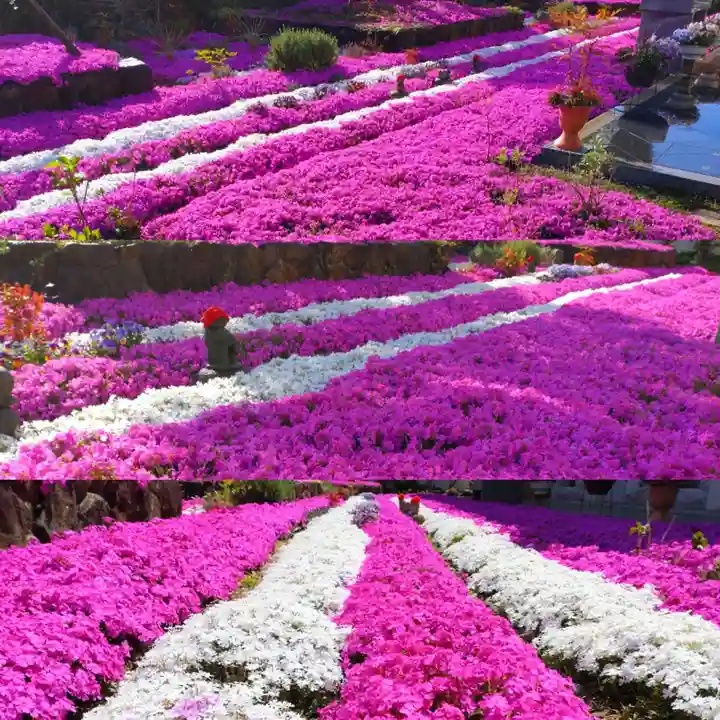 寿量山 速成寺の自然