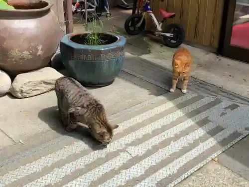 海南神社の動物