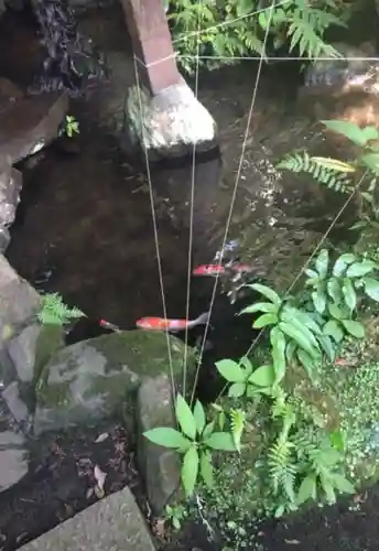 深澤銭洗弁財天の動物