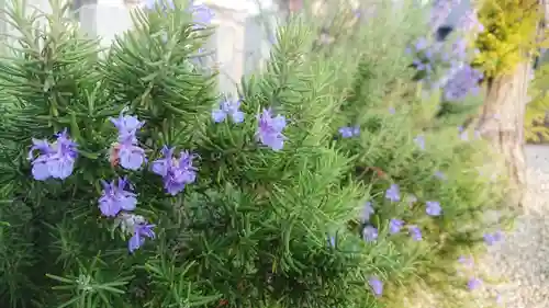 神明社（草部神明社）の自然