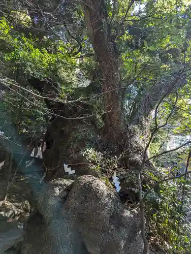 來宮神社(静岡県)