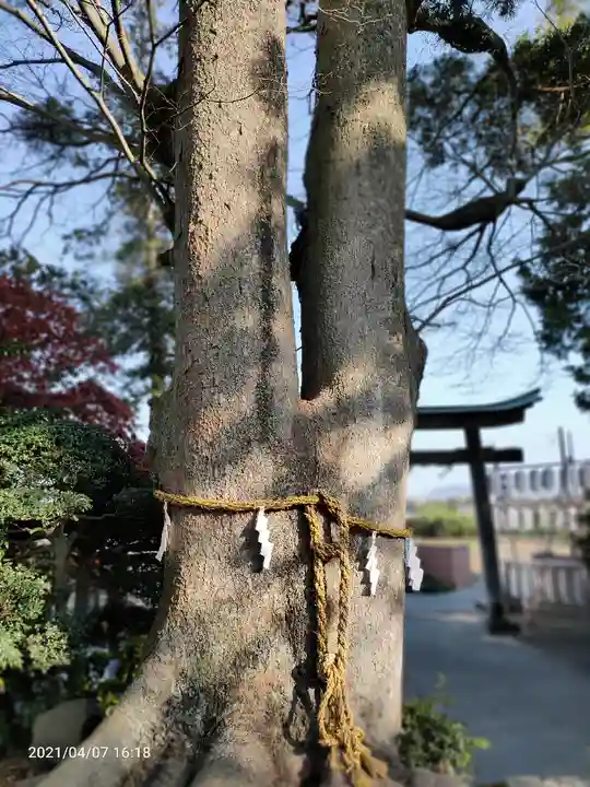比々多神社の自然