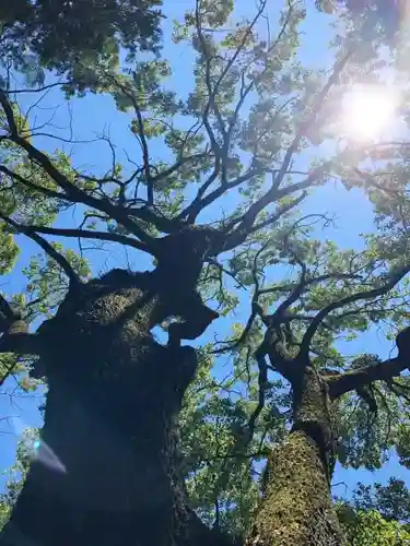 新溝神社の自然