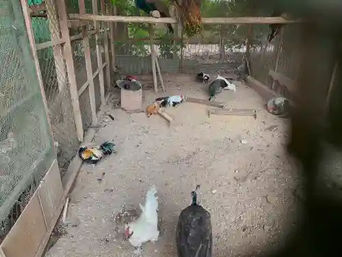岩槻久伊豆神社の動物