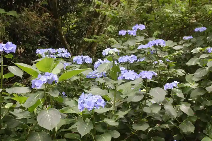 桑實寺(滋賀県)