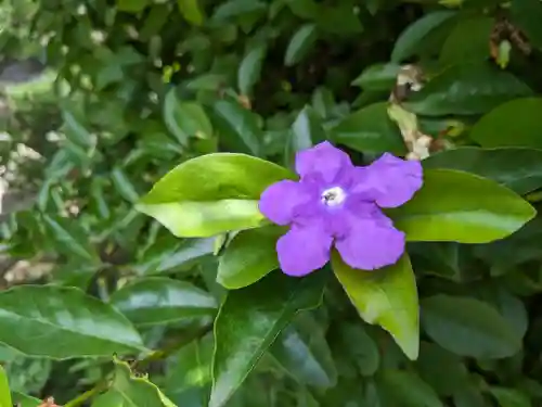 長谷寺(神奈川県)